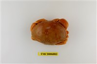 藏品(隆背瓢蟹)的圖片